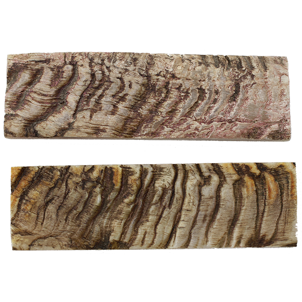 Sheep Horn Bark Scales - Natural - 1/4" X 1.5:" X5"