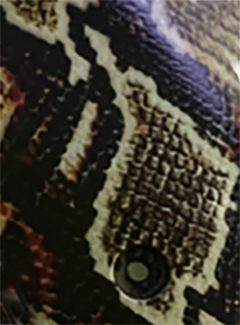 *Bond Arms Derringer XL UV / HD printed Faux Rattle Snake Rattle Snake Skin - XL - WoodWorld of Texas