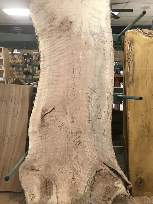 Spalted Curly Beech Natural Edge Slab  79"  Long  2.25" max Thickness 28 - 36" Wide - WoodWorld of Texas